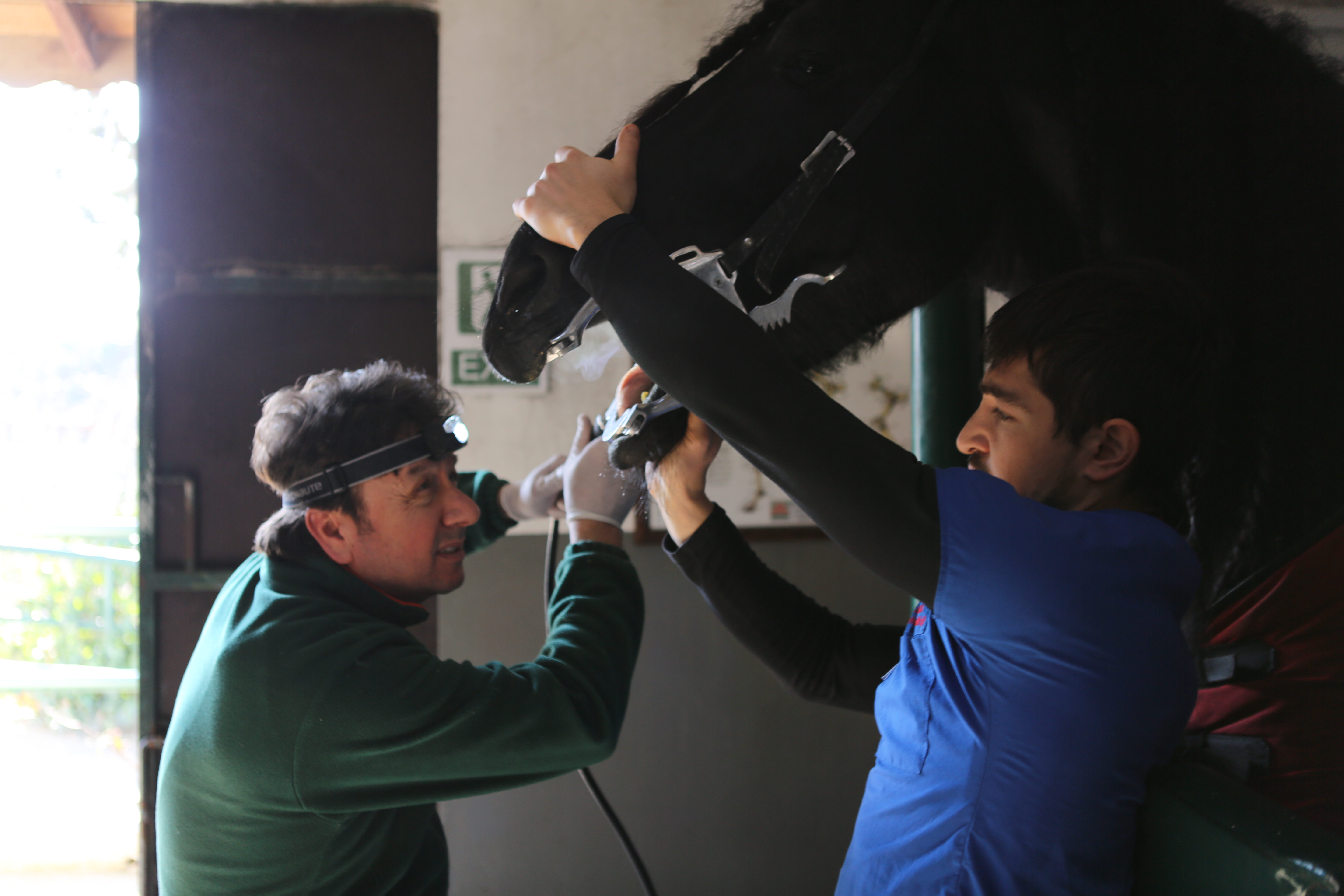 Ağız ve Diş Sağlığı - Erdil Veteriner At Polikliniği